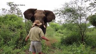 MAN HALTS CHARGING ELEPHANT [upl. by Airun379]