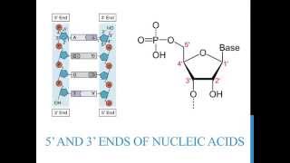 5 3 ends of DNA and RNA [upl. by Nagaek]