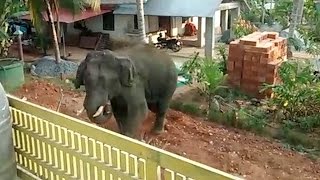 Rampaging Elephant Charges Into Village [upl. by Eerized]