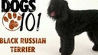 Dogs 101  Black Russian Terrier [upl. by Ainod]