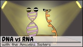 DNA vs RNA Updated [upl. by Llednahc109]