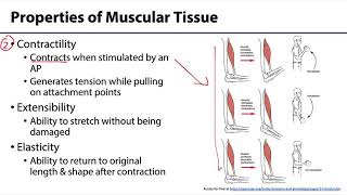 MSK Skeletal Muscle Tissue  Properties of Muscle Tissue [upl. by Haym104]