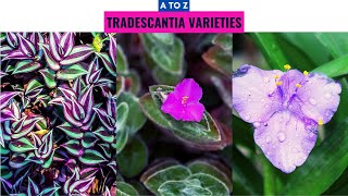 Tradescantia Varieties A to Z [upl. by Bailar203]