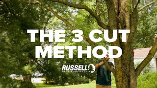 How to Prune a Tree Using the 3 Cut Method [upl. by Yelkao]