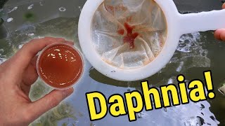 How I Culture Daphnia In Outdoor Tubs [upl. by Artemla572]