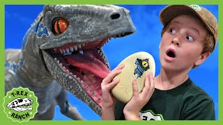 Blue Raptor Surprise Egg Dinosaur Toy 40 Minutes of TRex Ranch Adventures for Kids [upl. by Nosyrb]