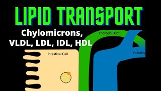 USMLE Step 1  Lesson 73  Lipid Transport [upl. by Ainoyek]