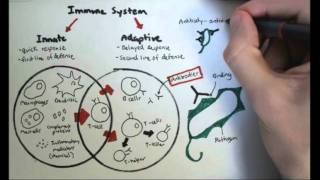 Immunology Overview [upl. by Ynad348]