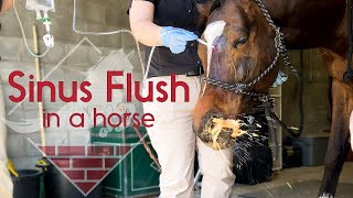 Flushing a Horses Sinus [upl. by Carmita]