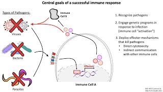 Lecture 1b Introduction to Immunology [upl. by Lammond]