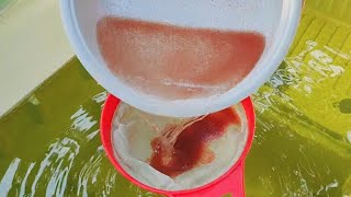 How to culture daphnia  Daphnia culture  How to grow daphnia outdoor [upl. by Sivrat923]