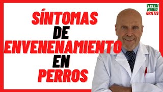 🔴 Cuanto Tardan en Aparecer SÍNTOMAS de ENVENENAMIENTO en PERROS por RATICIDA 🔴 TRATAMIENTO [upl. by Stillas659]