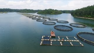 Aquaculture and the environment [upl. by Brentt]