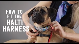 How to Put On the Halti Front Pull Harness [upl. by Rennoc]