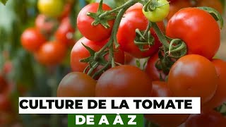 Culture de la tomate de A à Z [upl. by Nesyla202]