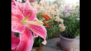 How to cut back old dead lily stems [upl. by Amadeus]