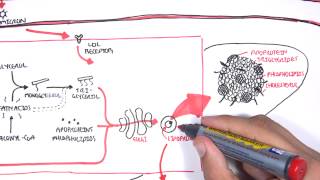 Physiology of Lipoproteins Cholesterol [upl. by Ecinnaj533]