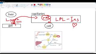 Chylomicron Metabolism [upl. by Ahsile]