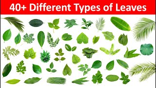 Leaves Name in English and Hindi  Different Types of Leaves with Name and Picture  Name of Leaves [upl. by Scuram]