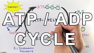 Mechanism of ATPADP Cycle [upl. by Essex]