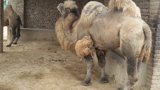 Double Hump camels in Zoo  Bactrian camel  Camelus bactrianus [upl. by Lledniuq]