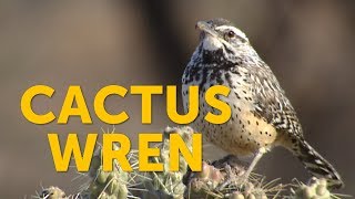 What bird uses a cactus for nesting The Cactus Wren does [upl. by Nwahsyd903]