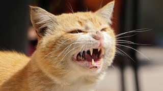 Male Cat In Heat Sounds  Male cat mating call sound effect  Female Cats in Heat sounds  Cat Voice [upl. by Watson]