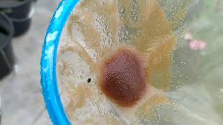 How to culture daphnia moina in a small container Part 1 English Subtitle [upl. by Ettenauq64]