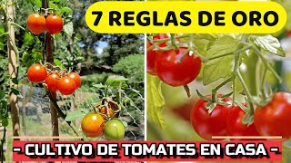 7 CLAVES Del ÉXITO para CULTIVAR TOMATES 🍅en MACETA  Cómo CUIDAR Planta de Jitomate o Tomate [upl. by Ania]