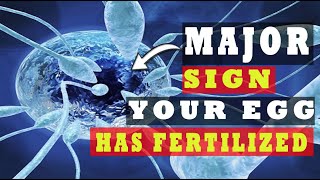 Egg and Sperm Meet Symptoms – Major Signs Your Egg Has Been Fertilized 5 INDICATIVE SYMPTOMS [upl. by Derry]