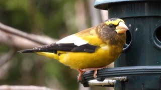 Gros becs errants chant 💛 Evening Grosbeak song 💛 [upl. by Germaine123]