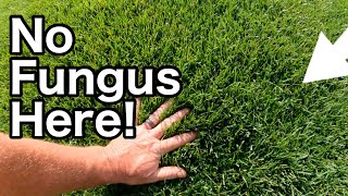 How To STOP FUNGUS In Your Lawn Before It Starts [upl. by Calondra]