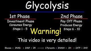 Glycolysis  Biochemistry [upl. by Phenice]