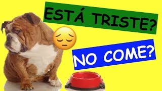 Mi Perro NO QUIERE COMER Y ESTA TRISTE DECAÍDO SOLUCIÓN [upl. by Anwahsar]