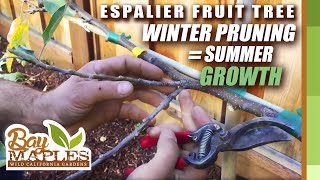 Espalier Fruit Tree Pruning Tips [upl. by Countess312]