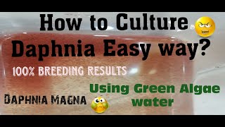 Daphnia MagnaHow to Culture Daphnia Easy wayCulturing Daphnia using Green water Daphnia [upl. by Casady946]