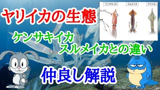 【仲良し解説】ヤリイカの生態と釣り方 スルメイカ、ケンサキイカとの違い オススメな食べ方 vol5 [upl. by Ruder166]