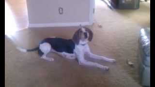 Treeing Walker Coonhound talking [upl. by Wrigley]