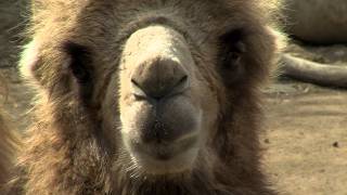 Bactrian Camel  Cincinnati Zoo [upl. by Buffum]