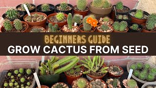 How to Grow Cactus from Seed A beginners guide  cactuscare cactus [upl. by Syverson]