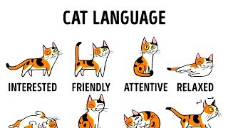 HOW TO UNDERSTAND YOUR CAT BETTER [upl. by Canica]