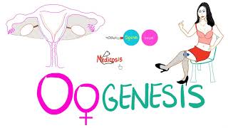 Oogenesis  Biology  MCAT [upl. by Nairda]