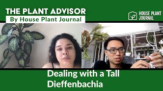 Cutting Back a Dieffenbachia  The Plant Advisor [upl. by Eetse]