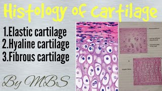 Connective Tissue Cartilage [upl. by Punke455]