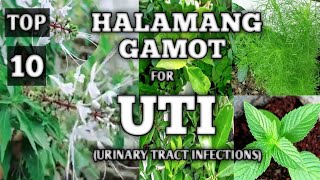 TOP 10 HALAMANG GAMOT PARA SA UTI  URINARY TRACT INFECTIONS  HERBAL REMEDIES FOR UTI  NATURER [upl. by Yuu]