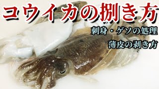 コウイカの捌き方〜お刺身・ゲソの処理方法〜 [upl. by Ebony]