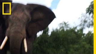 Watch Elephant Attack From a Survivor’s POV  National Geographic [upl. by Milly850]