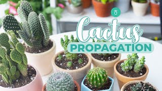 HOW TO PROPAGATE CACTUS EASY amp FAST [upl. by Lotti]