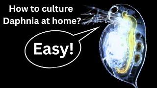 BEST Live Fish Food Beginner guide How to Culture Daphnia at home [upl. by Neddra]