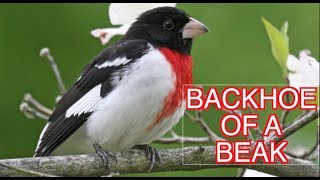 Rosebreasted Grosbeak NARRATED [upl. by Drhacir909]